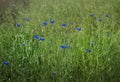 Blue cornflower in the field among the ears of cereal. Photographed close up blue cornflowers. summer. weed. Royalty Free Stock Photo