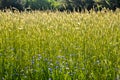 blue cornflower flower amidst the cereals of a wheat field Royalty Free Stock Photo