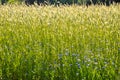 blue cornflower flower amidst the cereals of a wheat field Royalty Free Stock Photo