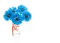 Blue cornflower. Royalty Free Stock Photo