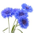 Blue cornflower. Flower bouquet isolated Royalty Free Stock Photo