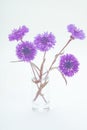 Blue cornflower. Flower bouquet. Royalty Free Stock Photo