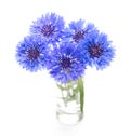 Blue cornflower. Flower bouquet on white. Royalty Free Stock Photo