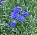 Blue cornflower flower Royalty Free Stock Photo
