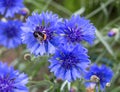 Blue cornflower flower Royalty Free Stock Photo