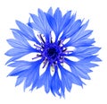 Blue cornflower flower isolated on white background, macro. Blue cornflower herb or bachelor button flower