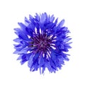 Blue cornflower flower Royalty Free Stock Photo
