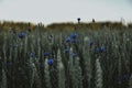 Blue cornflower flowers in a grain field - close up view of ears of corn Triticale and blue cornflower flowers in a organic Royalty Free Stock Photo