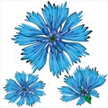 Blue cornflower flowers isolated on white