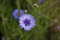 Blue cornflower on grass background Royalty Free Stock Photo