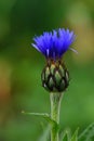 Blue cornflower green background Royalty Free Stock Photo