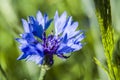 Blue cornflower on a green background - close up Royalty Free Stock Photo