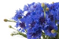 Blue Cornflower Herb or bachelor button flower bouquet isolated on white background Royalty Free Stock Photo