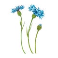 Blue Cornflower Herb or bachelor button flower bouquet isolated on white background. Set of drawing cornflowers, floral Royalty Free Stock Photo