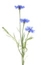 Blue cornflower herb or bachelor button flower isolated on white background