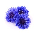 Blue cornflower herb isolated on white background Royalty Free Stock Photo
