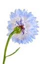 Blue cornflower isolated on the white background. Royalty Free Stock Photo