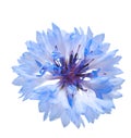 Blue cornflower isolated on the white background. Royalty Free Stock Photo
