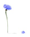 Blue cornflower isolated Royalty Free Stock Photo