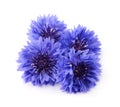 Blue cornflower isolated on white background Royalty Free Stock Photo
