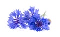 Blue Cornflower isolated on white background. Centaurea cyanus or bachelor's button flowers. Royalty Free Stock Photo