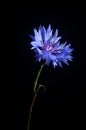 Blue cornflower macroview, isolated on a dark background