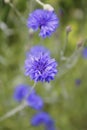 Blue Cornflower Royalty Free Stock Photo