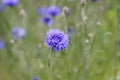 Blue Cornflower Royalty Free Stock Photo