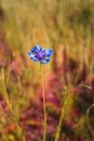 Blue cornflower in a meadow with red grass in the background Royalty Free Stock Photo