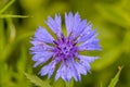 Blue cornflower with raindrops Royalty Free Stock Photo