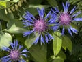 Blue cornflower with stamens and pistils. Royalty Free Stock Photo