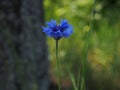 blue cornflowers against the background of the grass and tree Royalty Free Stock Photo