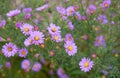 Blue cornflowers. Beautiful flowers with bokeh Royalty Free Stock Photo