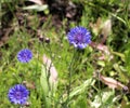 Blue cornflowers blossoming in the springtime in park and garden Royalty Free Stock Photo