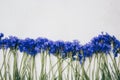 Blue cornflowers bouquet, summer flowers on white background, floral background, beautiful small cornflowers close up Royalty Free Stock Photo