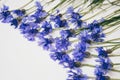 Blue cornflowers bouquet, summer flowers on white background, floral background, beautiful small cornflowers close up Royalty Free Stock Photo