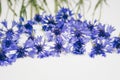 Blue cornflowers bouquet, summer flowers on white background, floral background, beautiful small cornflowers close up Royalty Free Stock Photo