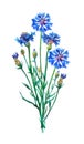 Blue cornflowers bouquet.