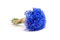 Blue cornflowers bunch isolated on white background Royalty Free Stock Photo