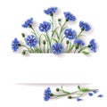 Blue cornflowers