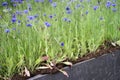 Blue cornflowers in city park for urban meadow and garden Royalty Free Stock Photo