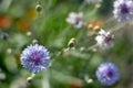 Blue cornflowers close-up 2 Royalty Free Stock Photo