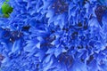 Blue cornflowers closeup background