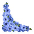 Blue cornflowers corner. Vector illustration. Royalty Free Stock Photo