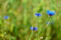 Blue cornflowers in the field. Blooming wildflowers close-up. Beautiful garden with colorful flowers. A bouquet of flowers for a Royalty Free Stock Photo