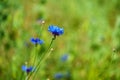 Blue cornflowers in the field. Blooming wildflowers close-up. Beautiful garden with colorful flowers. A bouquet of flowers for a Royalty Free Stock Photo