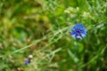 Blue cornflowers in the field. Blooming wildflowers close-up. Beautiful garden with colorful flowers. A bouquet of flowers for a Royalty Free Stock Photo