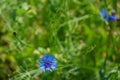 Blue cornflowers in the field. Blooming wildflowers close-up. Beautiful garden with colorful flowers. A bouquet of flowers for a Royalty Free Stock Photo