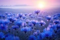 Blue cornflowers field in morning mist Royalty Free Stock Photo