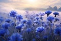 Blue cornflowers field in morning mist Royalty Free Stock Photo